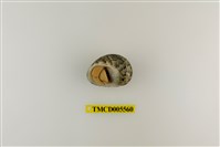 藏品(灰白陸寄居蟹)的圖片